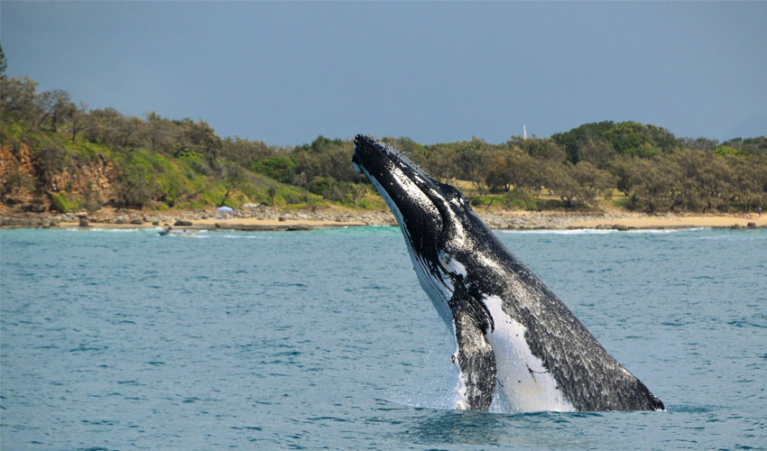 Noosa Whales