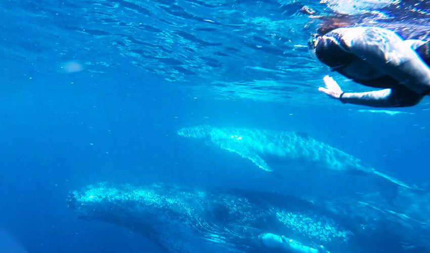 Go swimming with the whales in Noosa